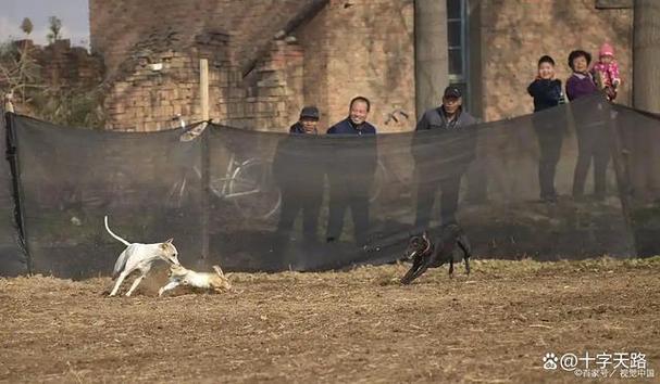 bloody_livestock_slaughter