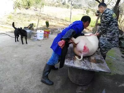 土家族殺豬的千年智慧 一場儀式、技藝與溫情的交響